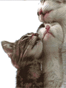 Sefan.RU liz 9.gif